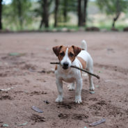 Arkansas Dog Who Was “Out Doing Dog Things” Found a “Weird-Looking Ball” of Drugs