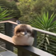 Baby Kookaburra Shows Off Its Signature Laugh