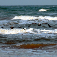 Beached Dolphin Dies After Crowd Allegedly Tried To Ride It