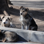 Boy Walking To School Stops To Hug Stray Dogs On The Street