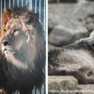 British Veteran Volunteers To Rescue Lion And Wolf From Ukrainian Zoo Near The Frontline