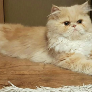 Cat Breaks Into Baby’s Crib To Play With The Hanging Toys