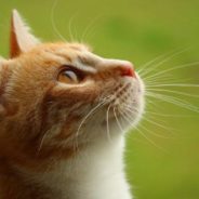 Cat Shows Up on Man’s Porch When His Wife is in Hospice