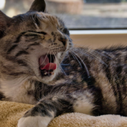 Cats Caught On Camera Opening The Fridge And Stealing Food