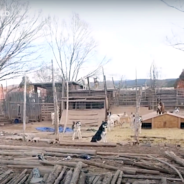 Cruel Man’s Puppies Huddled Together Under Piece Of Wood To Keep From Freezing To Death