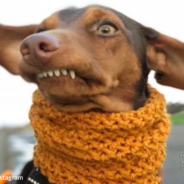 Dachshund Goes Viral For His Quirky Permanent ‘Smile’