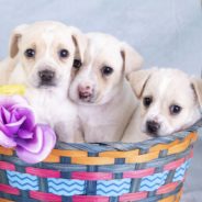 Days After Boarding Flight To Freedom, Abandoned Puppies Find Forever Homes