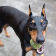 Doberman Pinscher