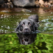 Does your dog love the water?