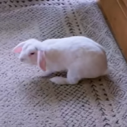 Dog And Rescue Bunny Become BFFs And Do Everything Together