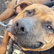 Dog Blinded Through Suspected Dogfighting Yearns For Cuddle Buddy & Loving Home