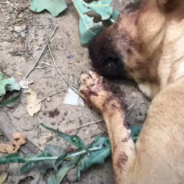 Dog Makes A Full Recovery After Being Attacked And Left For Dead