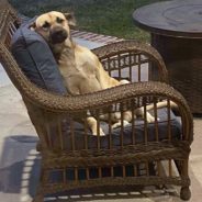 Dog Showed Up On Woman’s Patio Chair & Refused To Leave Until He Was Adopted