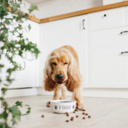 Enhancing your pet’s kibble-based diet