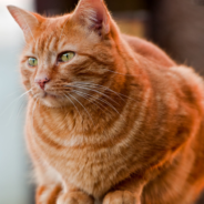 Fearless Cat Chases Off Dog That’s Bullying His Brother