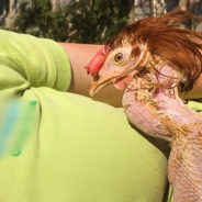 Featherless Hens Get Rescued From Commercial Cages