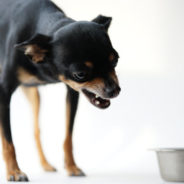 Food aggression in dogs — and what to do about it