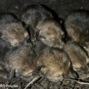 For the First Time Since 2018, a Red Wolf Litter Has Been Born in the Wild