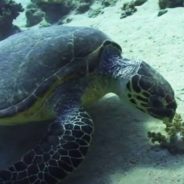 Free SEE Shell App Uses Machine Learning to Help Save Critically-Endangered Hawksbill Turtles