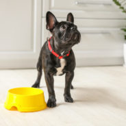 Get the scoop on air-dried pet food!