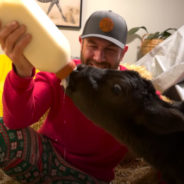 Guy Provides a New Home for a Baby Rescue Cow in His Very Own Living Room