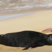 Hawaiian Monk Seal Mom Gives Birth to a Cute Pup on Oahu Beach!