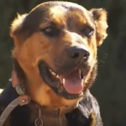 Heart-Stopping Drama as Firefighters and a Good Samaritan Rescue a Dog from a Fast-Flowing River