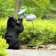 Help Bears Avoid Conflict with Humans as They Emerge From Hibernation This Spring