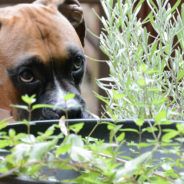 Houseplants That Are Safe For Pets