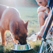 How to keep your dog or cat hydrated