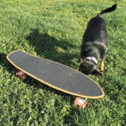 How to Teach Your Dog to Skateboard