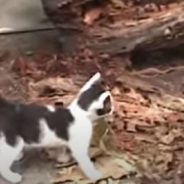 Lockdown Due to COVID 19 Pandemic Has Caused Feral Cats to Overrun a California Stadium