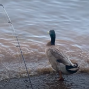 Lonely Abandoned Duck Finds The Best Forever Home