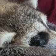 Loving Pittie Fosters Baby Raccoon And Teachers Her How To Survive In The Wild