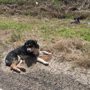 Loyal Dog Waited By His Friend’s Side For 6 Hours After He Got Hit By Car