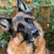 Malnourished, Abused Dog Turns Up at Family’s Porch on Winter Night