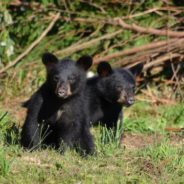 Mama Bear And Four Cubs Escorted From Crawl Space Of California Home After Hibernation