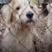 Mama Dogs Rescued From Neglectful Breeder Search For New Home Together