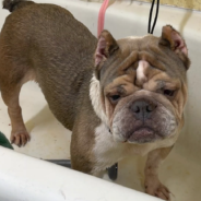 Mary The Bulldog Found Abandoned And Bleeding On A Roadside Finally Finds Her Forever Home