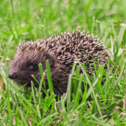 Milkman Convicted After Surveillance Caught Him Kicking A Hedgehog