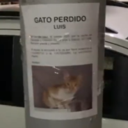 Missing Cat Found Himself Thanks To A ‘Lost Cat’ Poster