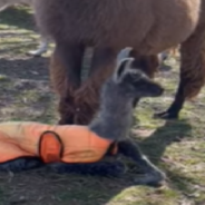 Newborn Llama Tries To Walk For The Very First Time