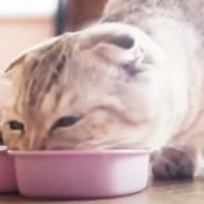 Now There’s “Mouser” Food with Real Mouse Meat for Cats