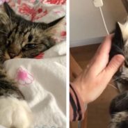 One-Eyed Rescue Cat Melts Whenever Her New Owner Pets Her