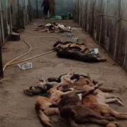 Over 300 Shelter Dogs Found Starved To Death In Their Cages As Russian Troops Retreat