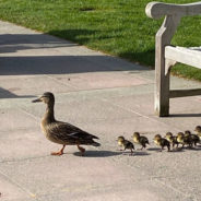 Policeman Saves 9 Ducklings from a Storm Drain at The Downtown Park in Bellevue