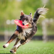 Postbiotics for your dog’s gut health