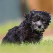 Puppy Wandering the Streets Finds Home at Christmastime