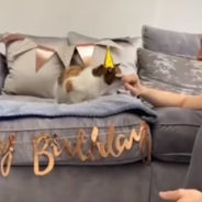 Queen the Cat Celebrates Her 23rd Birthday with Her Favorite Human