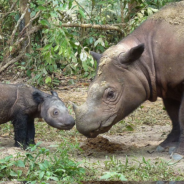 Rare Sumatran Rhino Gives Birth Following 8 Miscarriages